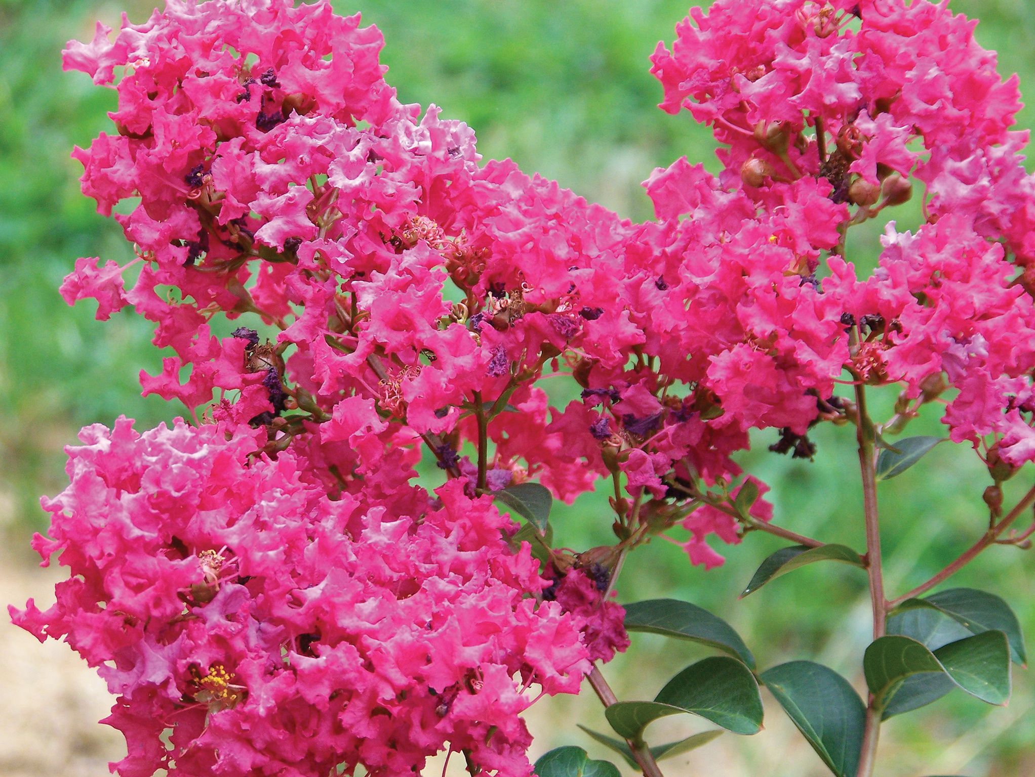 Tonto Crapemyrtle, 1 lb. Rural King