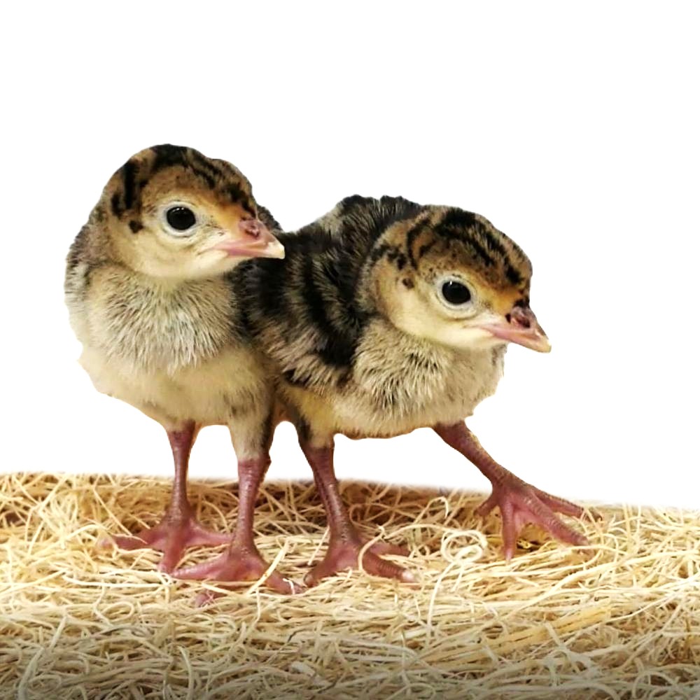 Hoover's Hatchery Orlopp Bronze Straight Run Poults - Live Turkeys