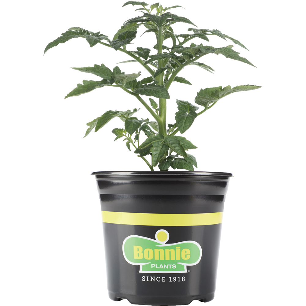 Bonnie Plants® TomatoPatio, 1 Gallon Rural King