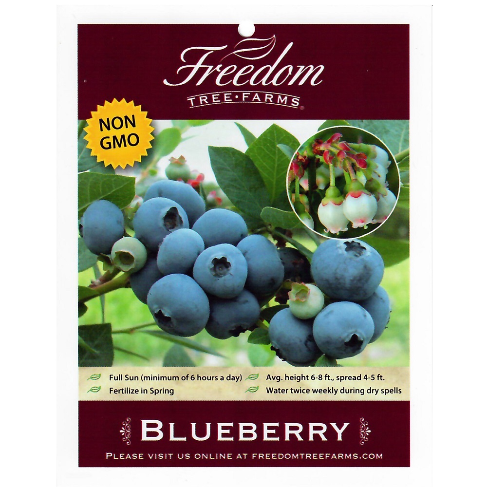 Freedom Tree Farms Powder Blue Rabbiteye Blueberry, 2 Gallon Rural King