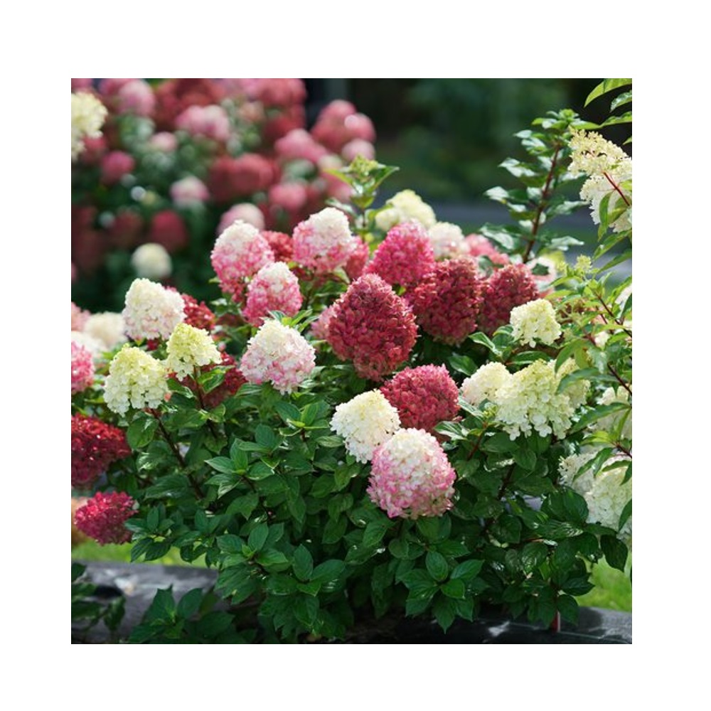 J Berry Nursery Assorted Proven Winner Hydrangea, 2 Gallon | Rural