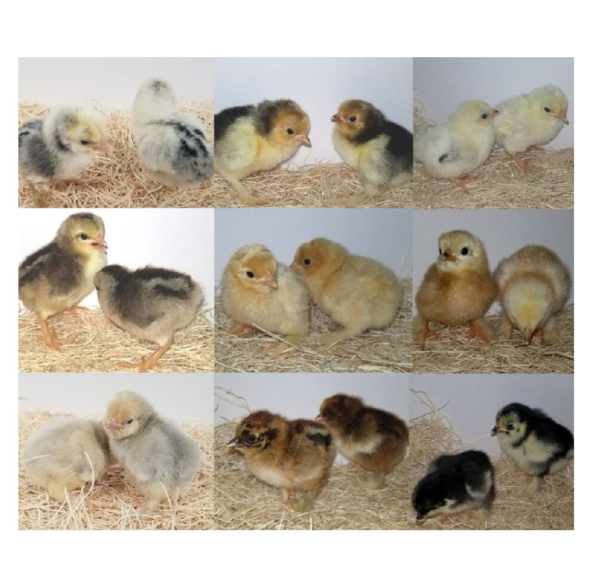 Hatchery Choice Rare Female Chicks (Lot of 10 Chicks) Rural King