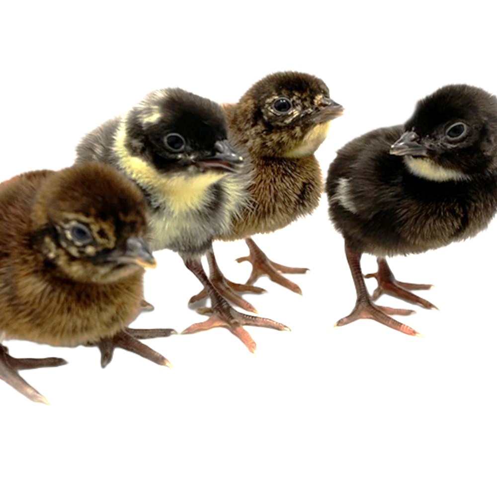 Hoover's Hatchery Melanistic Mutant Straight Run Chicks - Live