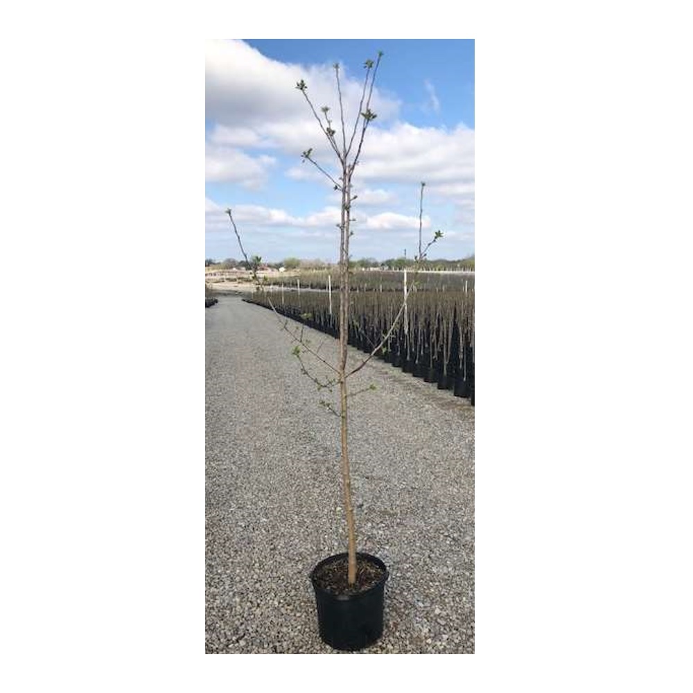 SemiDwarf Mcintosh Apple, 5 Rural King