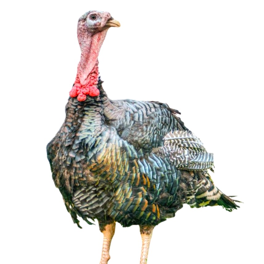 Hoover's Hatchery Orlopp Bronze Straight Run Poults - Live Turkeys