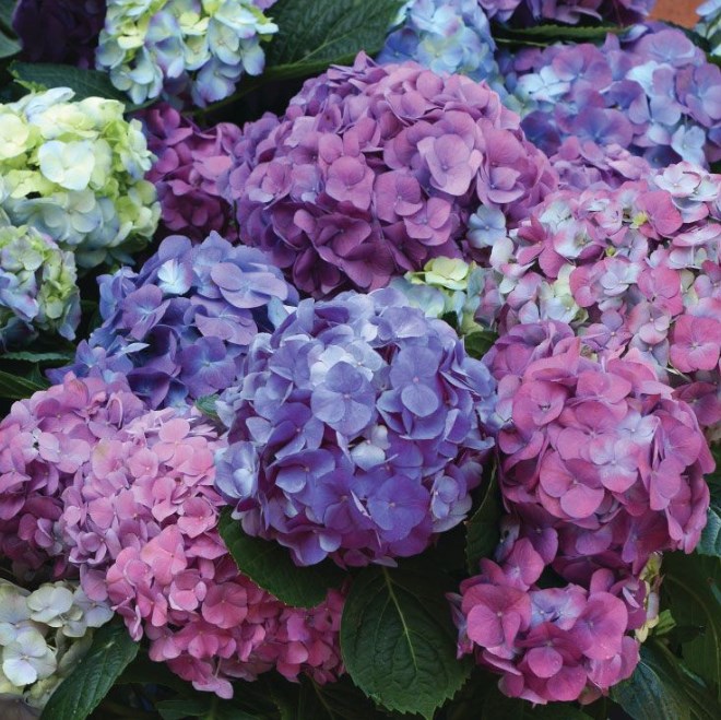 Park Hill Plants And Trees Macrophylla La Dreamin® Hydrangea, #2