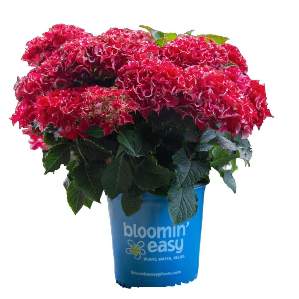即購入大歓迎◎る's shop様♥hydrangea様レトロガール♯550 Greenleaf Nursery Frill Ride™ Hydrangea, 2 Gallon Deco Pot | Rural