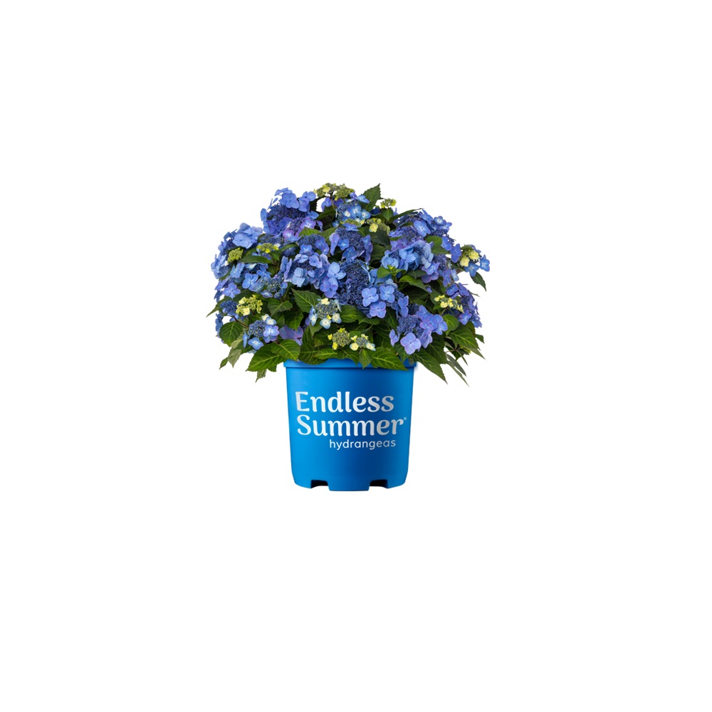 Greenleaf Nursery Endless Summer® Pop Star™ Hydrangea, 2