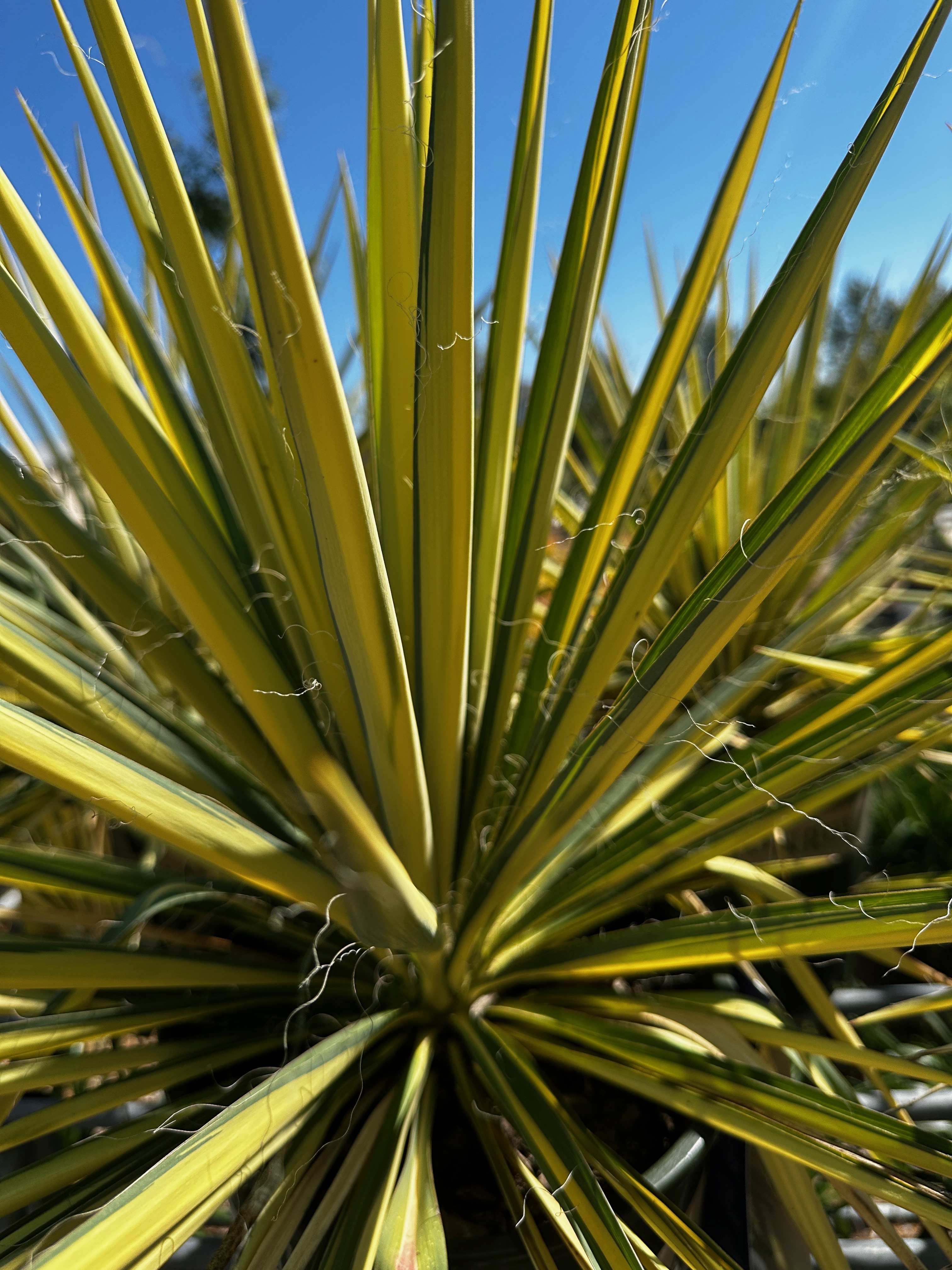 Park Hill Plants And Trees Variegated Yucca, #3 | Rural King