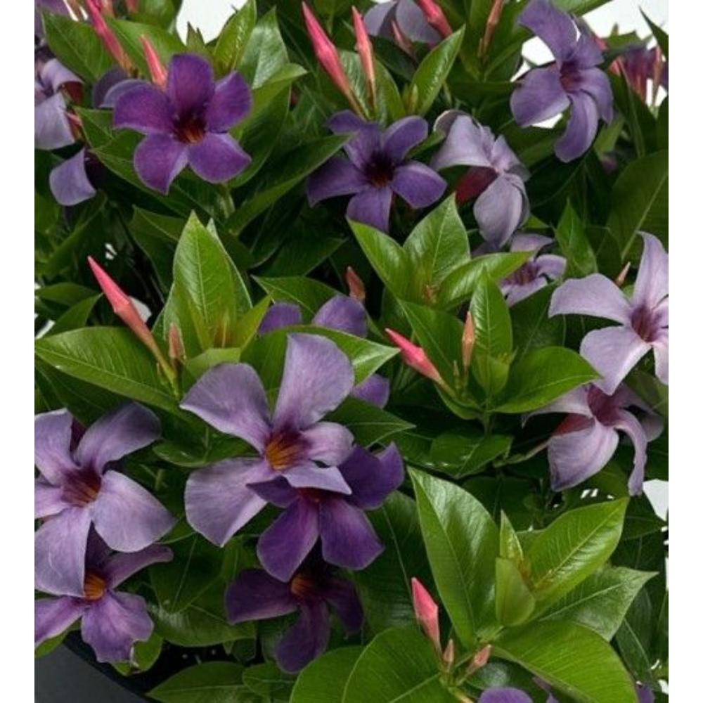 J Berry Nursery Mandevilla Sun Parasol Bluephoria, 2 Gallon