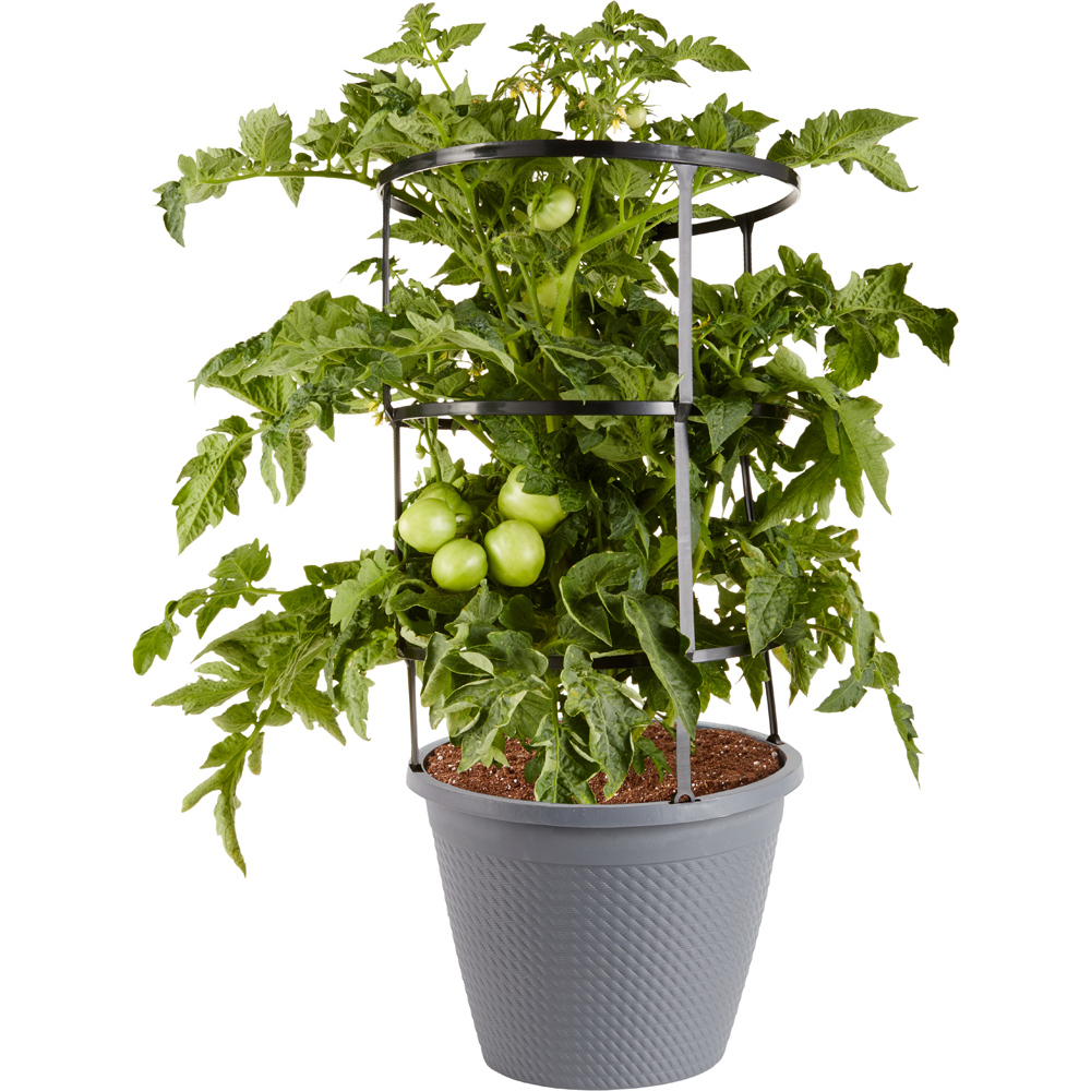 Bonnie Plants Husky Cherry Tomato