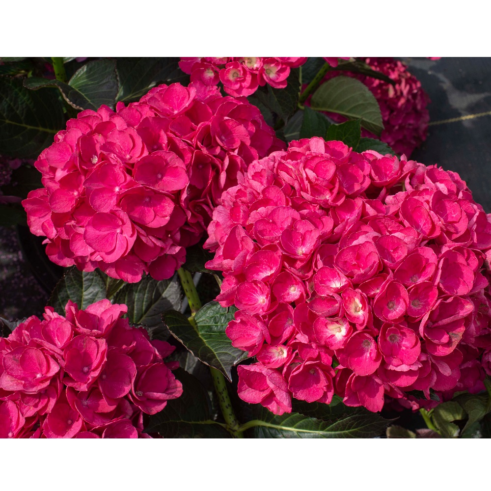 Akadama Hydrangea, 1 Gallon | Rural King