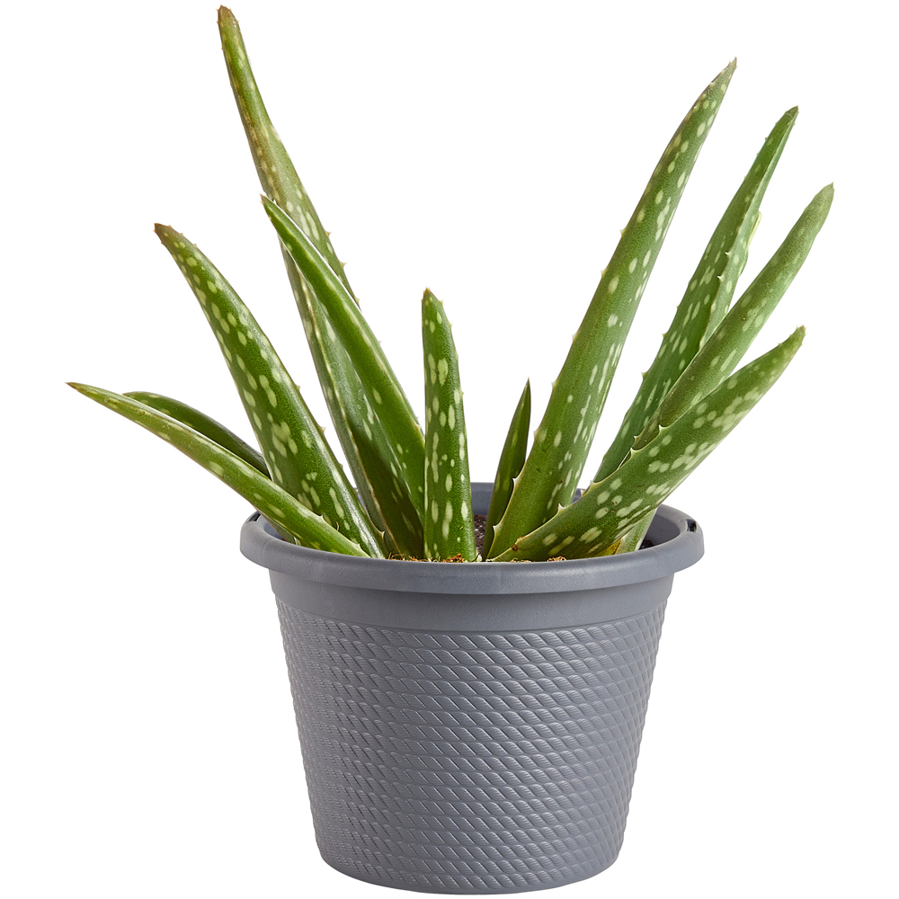 Bonnie Plants Aloe Vera, 8\" | Rural King