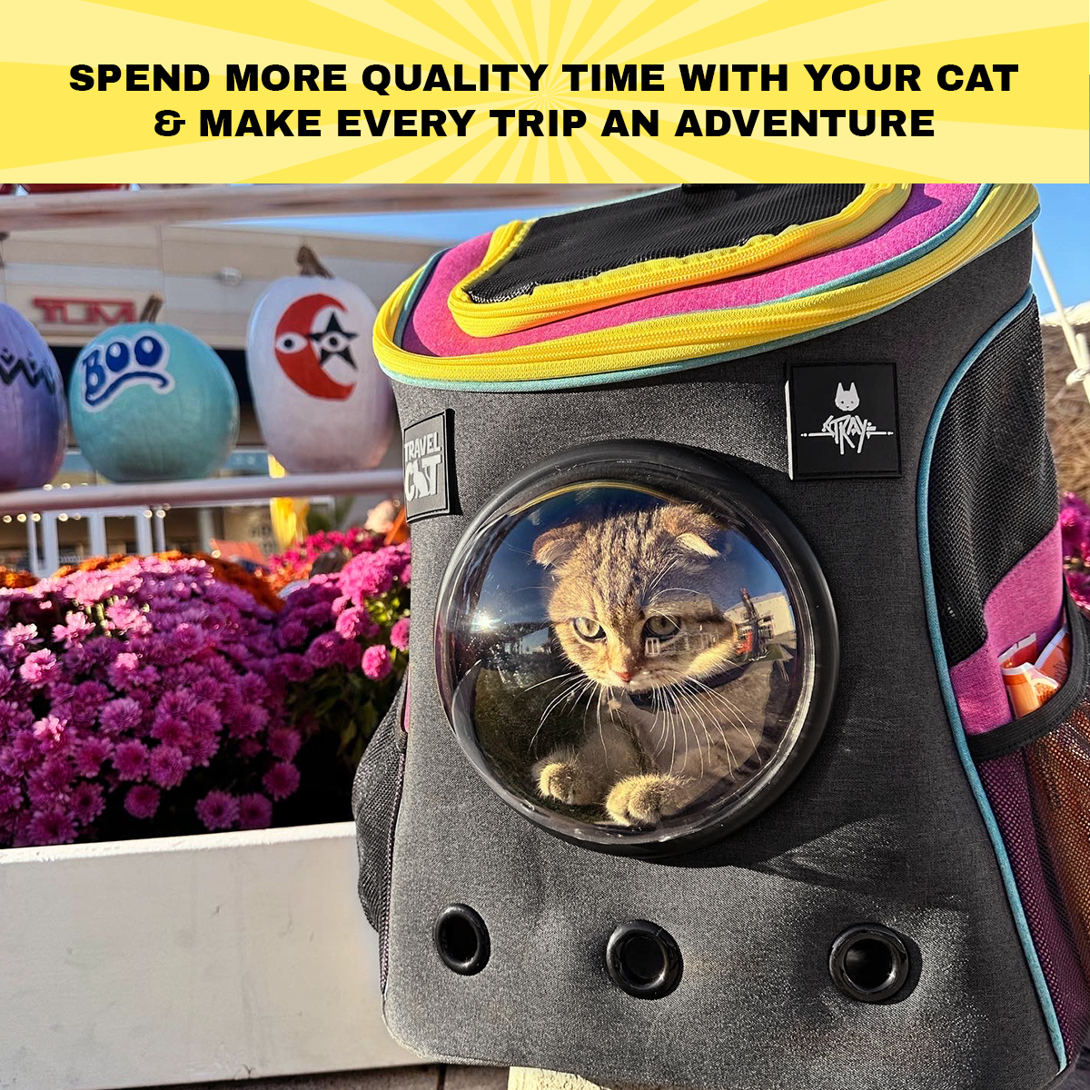 Travel Cat 