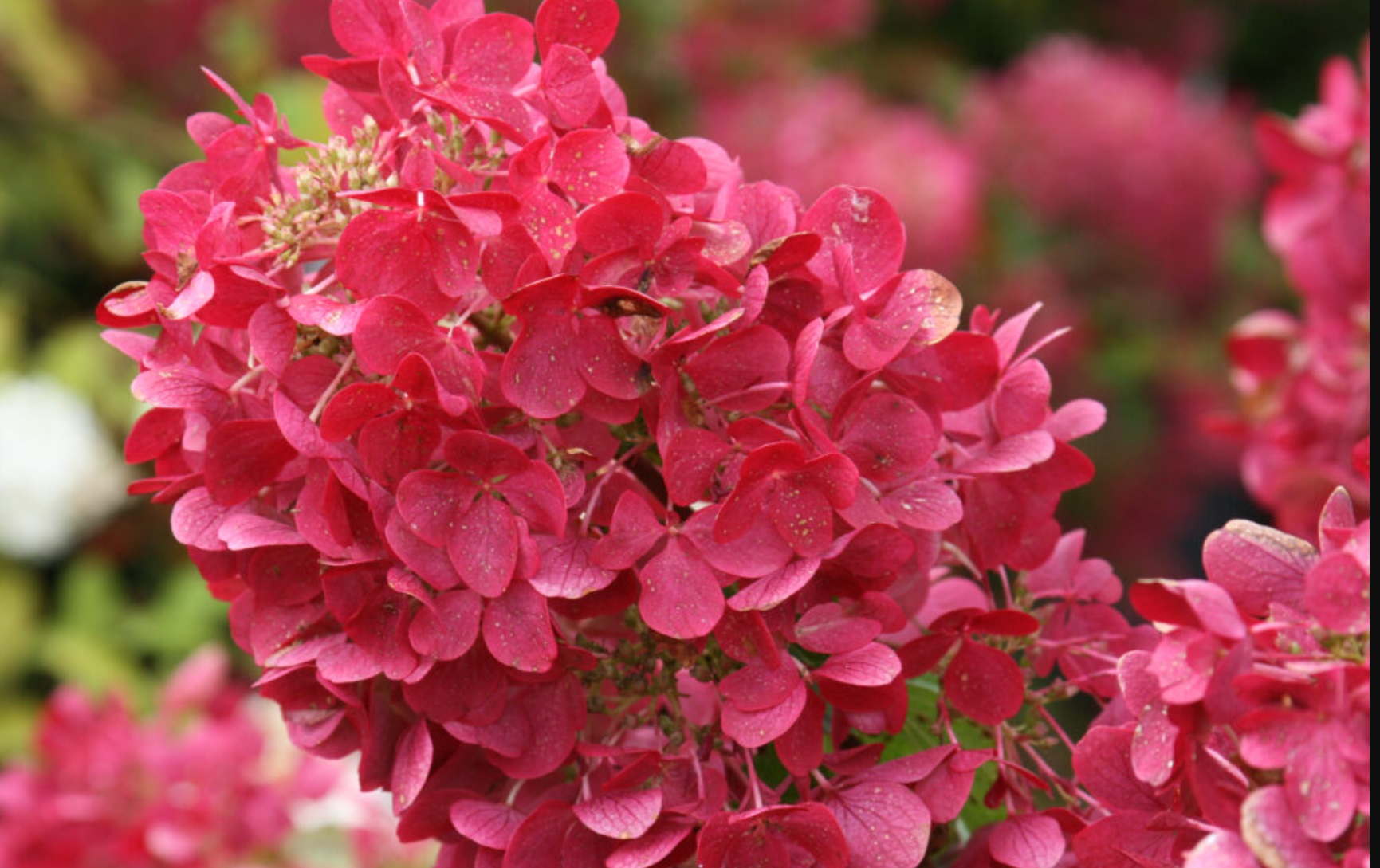 First Editions Hydrangea