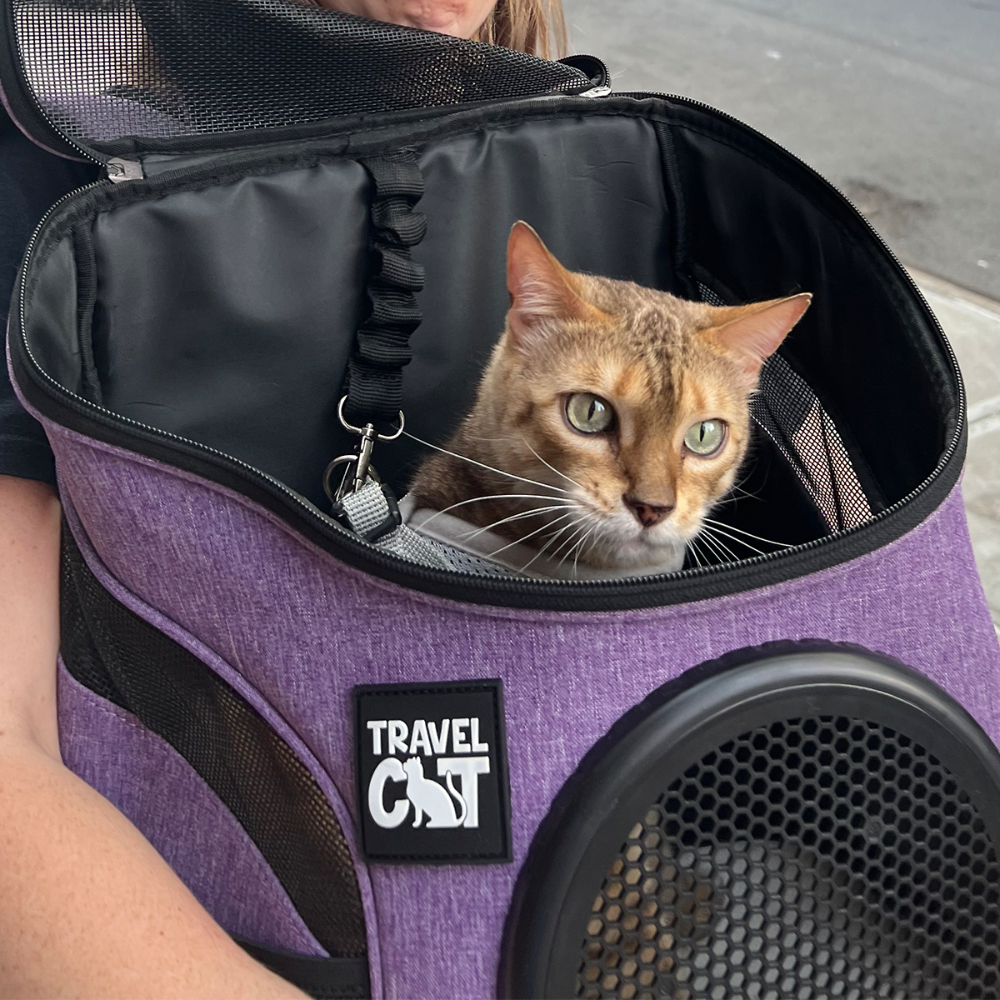 Travel Cat 