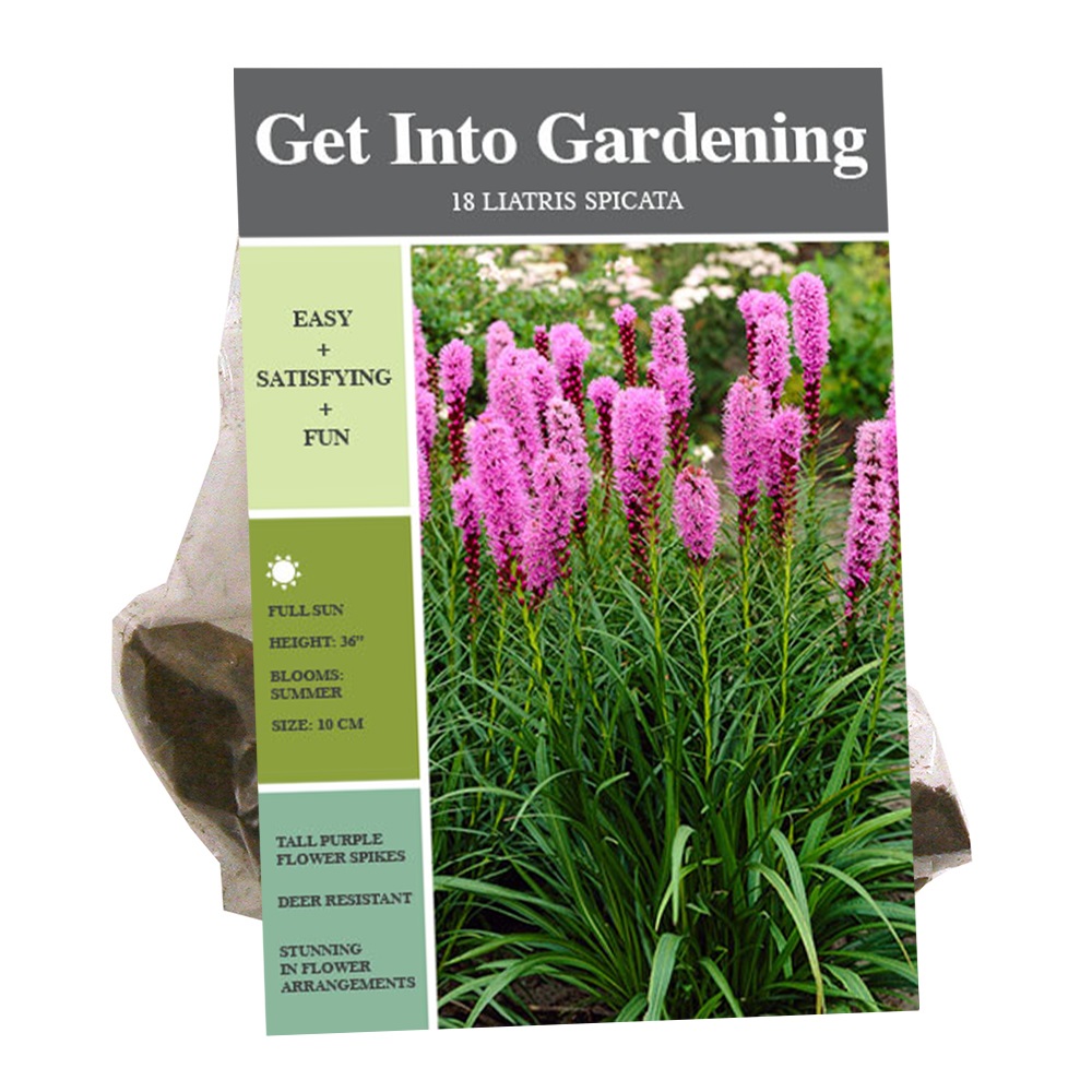 Van Zyverden Inc. Liatris Spicata | Rural King