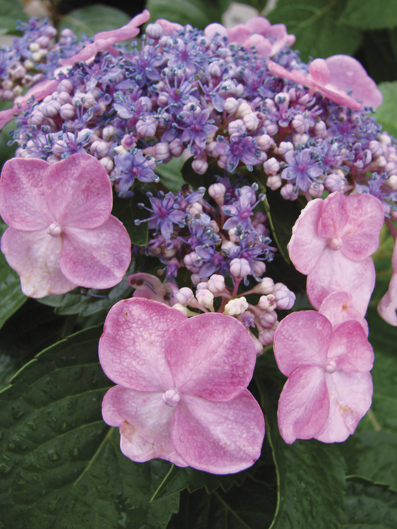 Endless Summer® Twist N' Shout® Hydrangea, 8 lb. Deco Pot | Rural King
