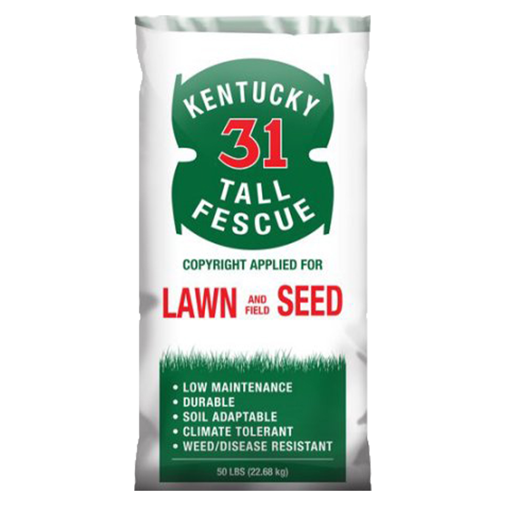 Kentucky 31 Fescue Seed, 50 lb. Bag KY 31 Rural King