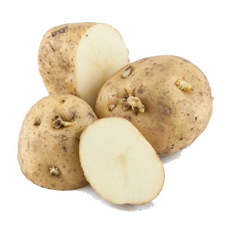 White Kennebec Seed Potatoes Rural King