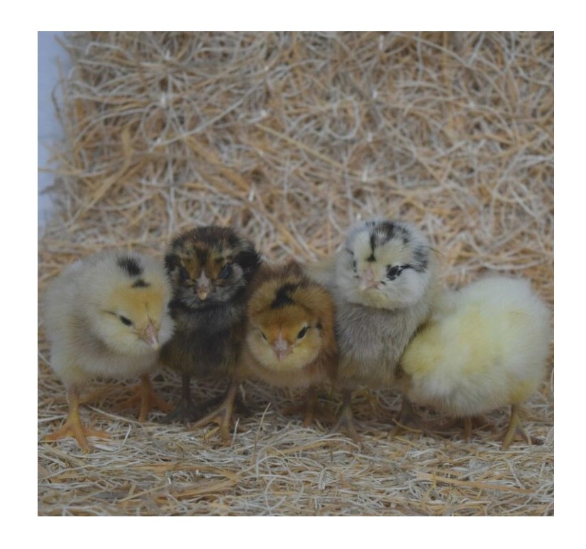 Easter Egger Female Chicks Lot Of 10 Chicks Rural King Easter egger female chicks lot of 10 chicks rural king