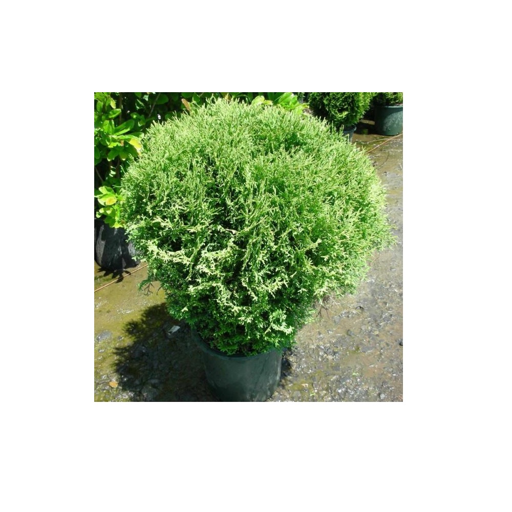 Mr. Bowling Ball® Arborvitae, 2 Rural King
