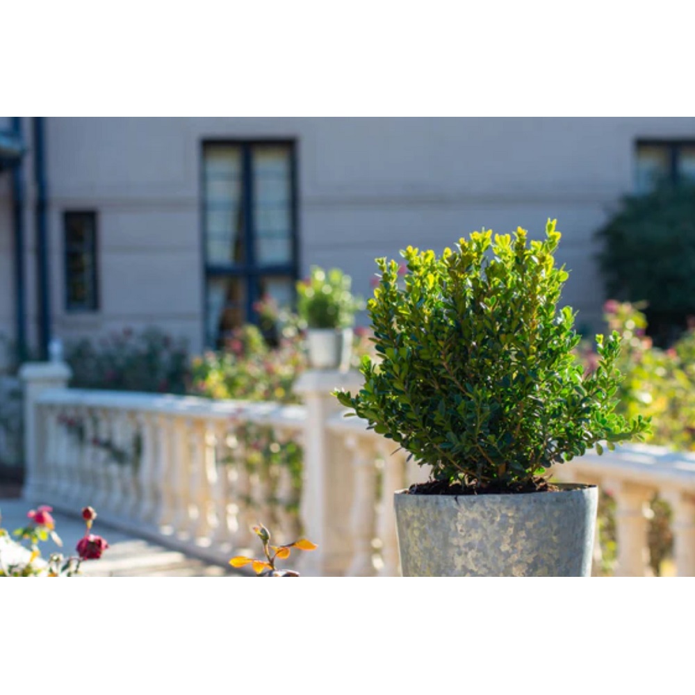 Assorted Proven Winner Boxwood, 2 Gallon | Rural King