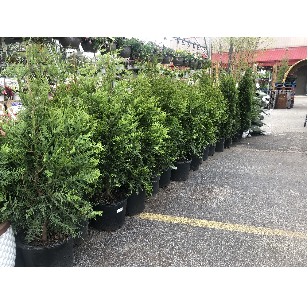 Greenleaf Nursery Green Giant Arborvitae, 8