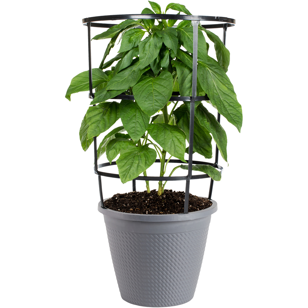 Bonnie Plants Bell Pepper