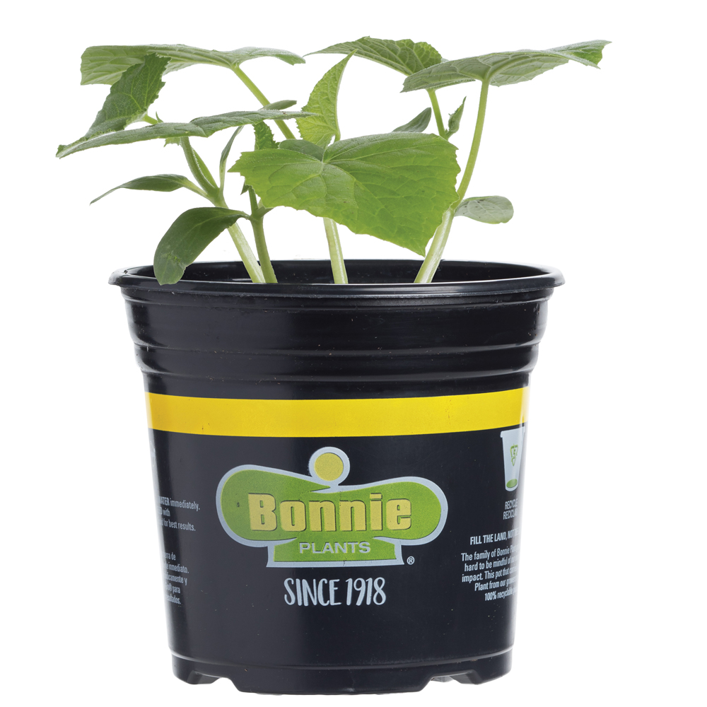 Bonnie Plants® CucumberPickling, 1 Gallon Rural King