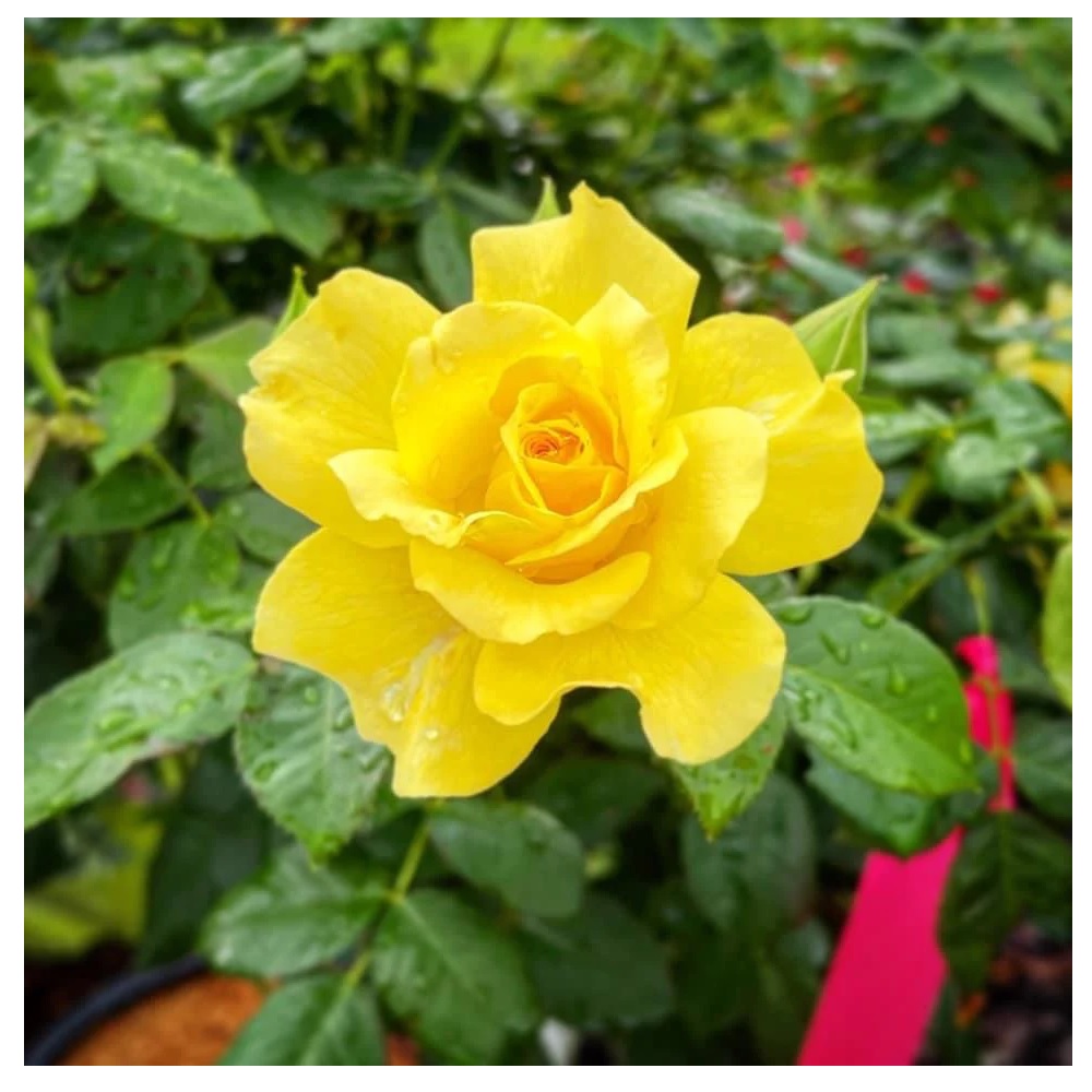 Assorted Rose, 3 Rural King