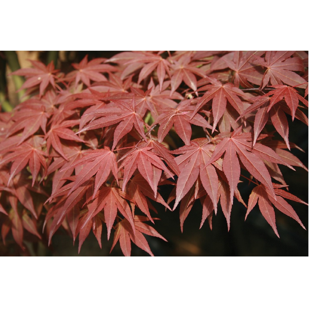 Greenleaf Nursery Oshio-Beni Japanese Maple, #7 | Rural King