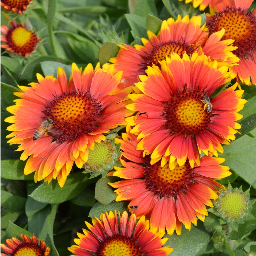 Assorted Gaillardia, Square Quart Rural King
