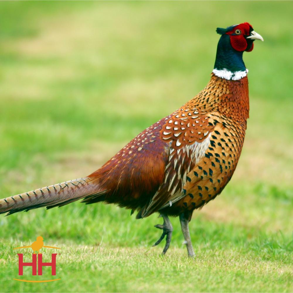 Pheasants Assortment - Unsexed | Rural King