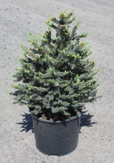 Greenleaf Nursery Spruce Colorado Blue - 1 Gallon | Rural King