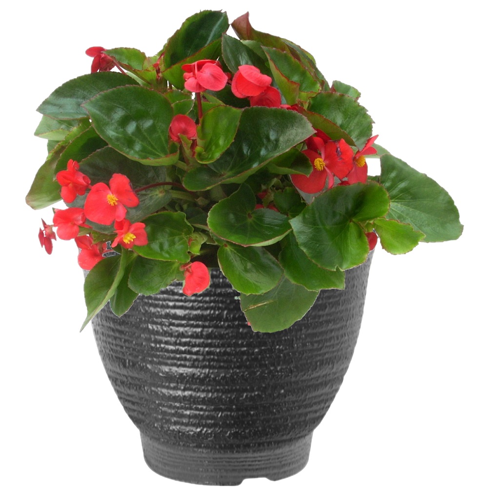 Begonia Combo, 8