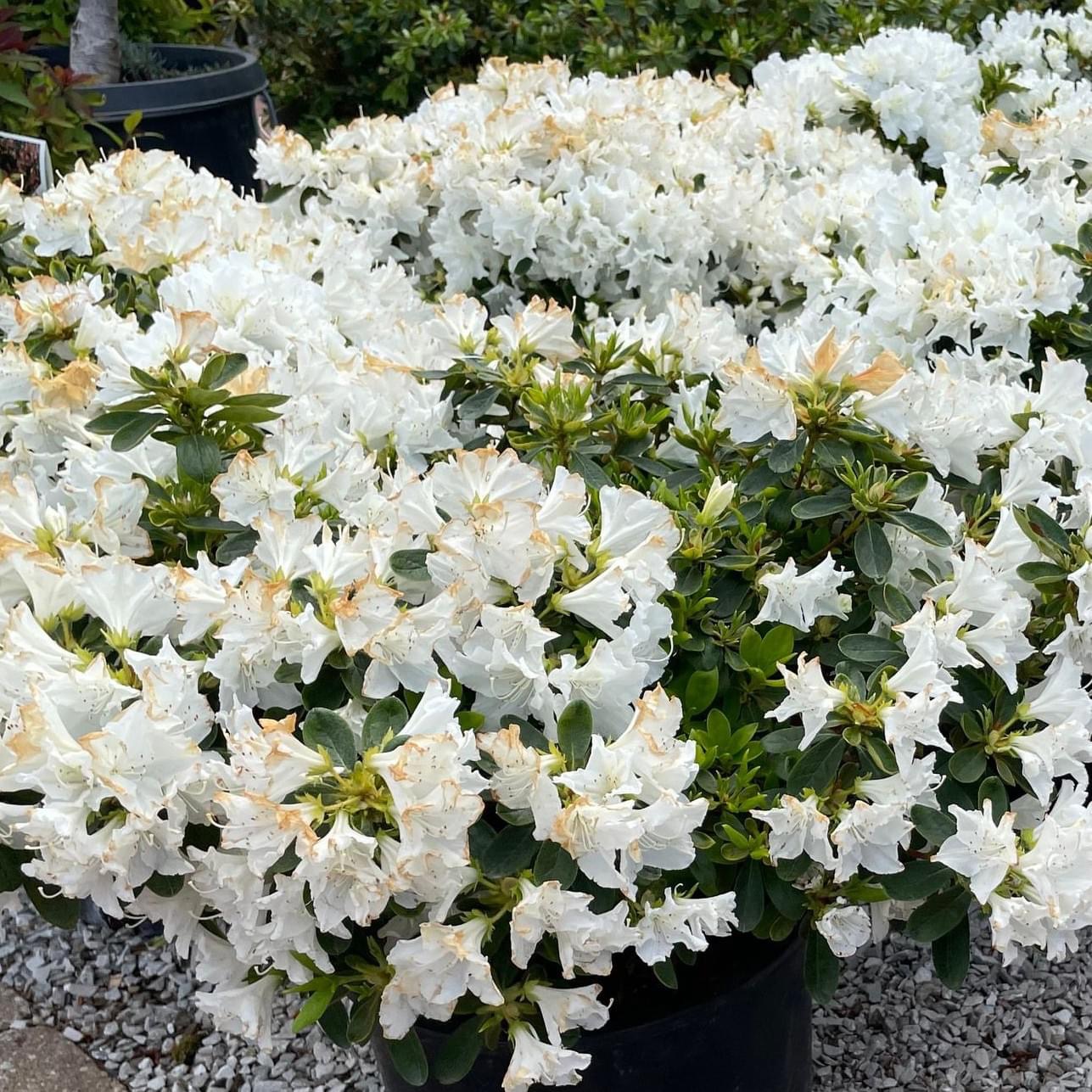 Park Hill Plants And Trees Kurume Snow Azalea, #1 | Rural King